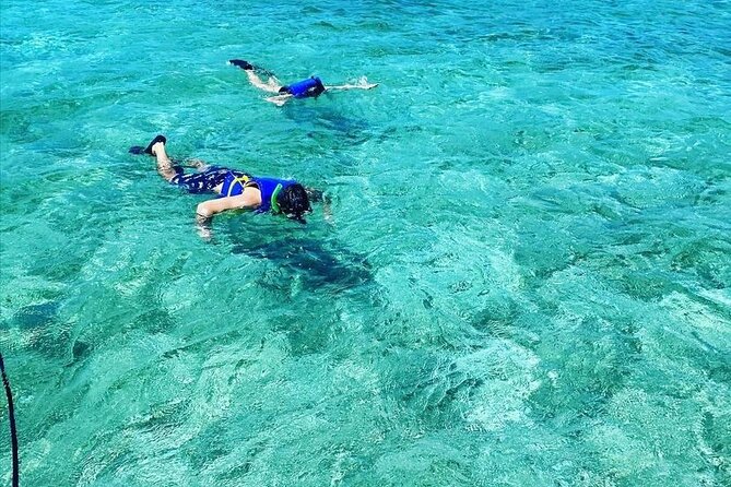 Small-Group Snorkeling Experience at Sea Garden - What you may see at Sea Garden