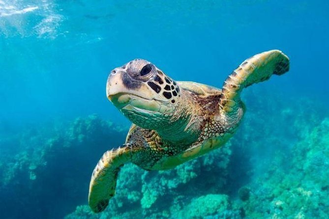 Snorkel/Swim with the Turtles Experience - Key points to know before you book