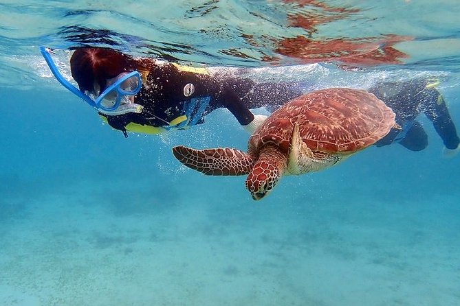 Snorkel/Swim with the Turtles Experience - From coral reefs to Bahamian-made drinks