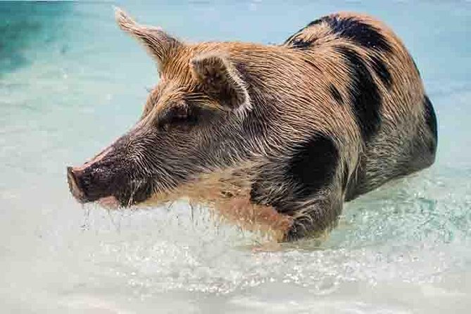 Swim with Pigs on a Tropical Island - Why Crystal Beach matters to the day