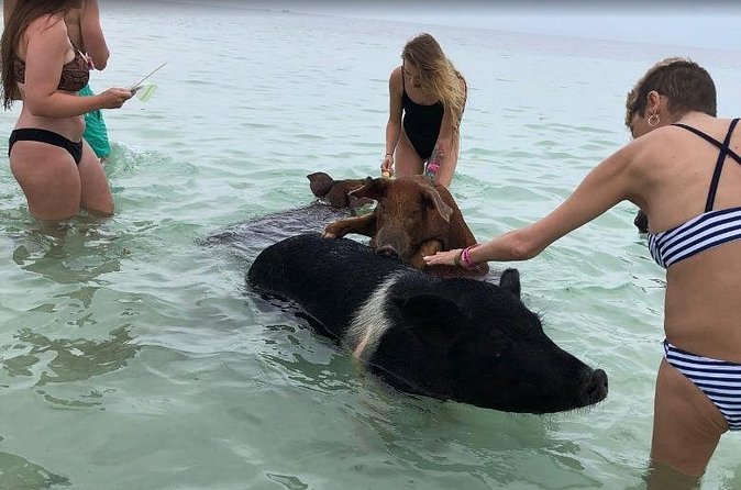 Swim with Pigs on a Tropical Island - What the $95.99 price buys you