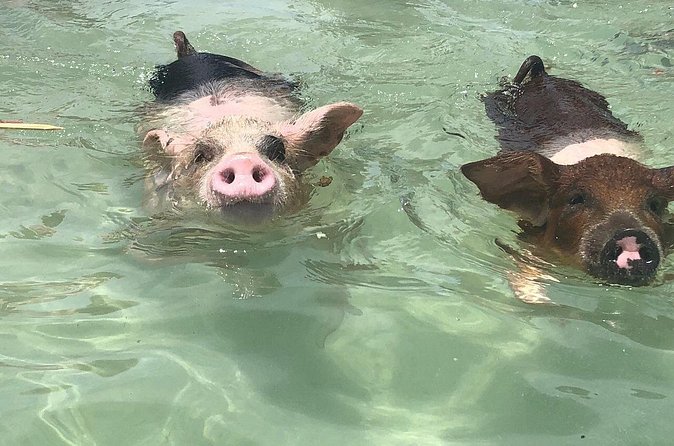 Swim with Pigs on a Tropical Island - The strongest part is the staff