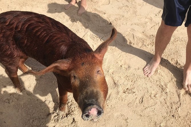 Swim with Pigs on a Tropical Island - Practical advice for a better visit