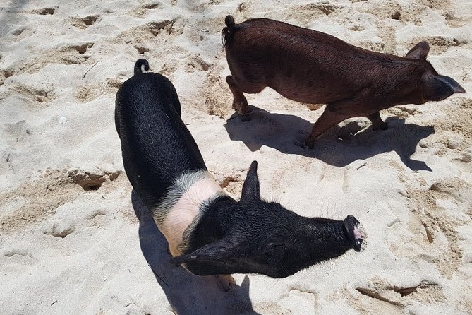 Swim with Pigs on a Tropical Island - Who will enjoy this outing most