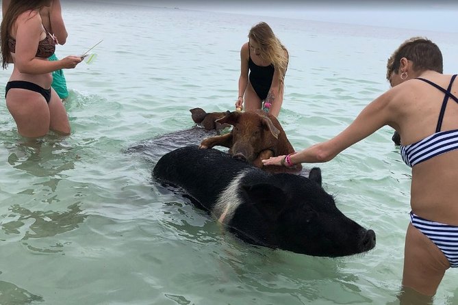 Swim with Pigs on a Tropical Island - How the four-hour schedule really works