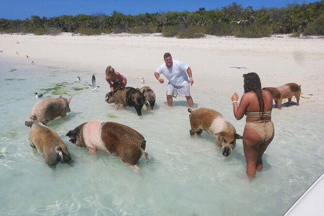 Swim with the Pigs and Explore Caves in Nassau - The pickup and boat arrangement