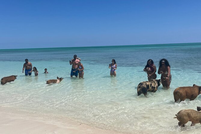 Swim with the Pigs Freeport @Creative Eco Adventures - Meeting the pigs at Cleveland’s Beach Club