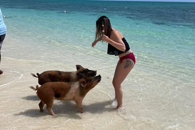 Swim with the Pigs Freeport @Creative Eco Adventures - The pig pen is more than a photo stop