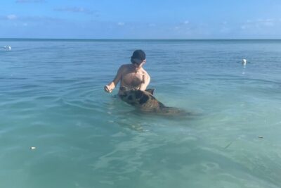 Swim with the Pigs Freeport @Creative Eco Adventures