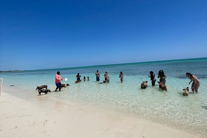 Swim with the Pigs Freeport @Creative Eco Adventures - Who should book this pig encounter