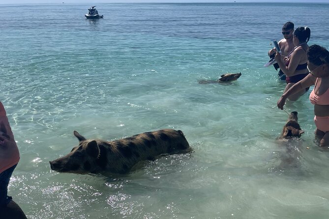 Swim with the Pigs Freeport @Creative Eco Adventures - My call on Swim with the Pigs Freeport