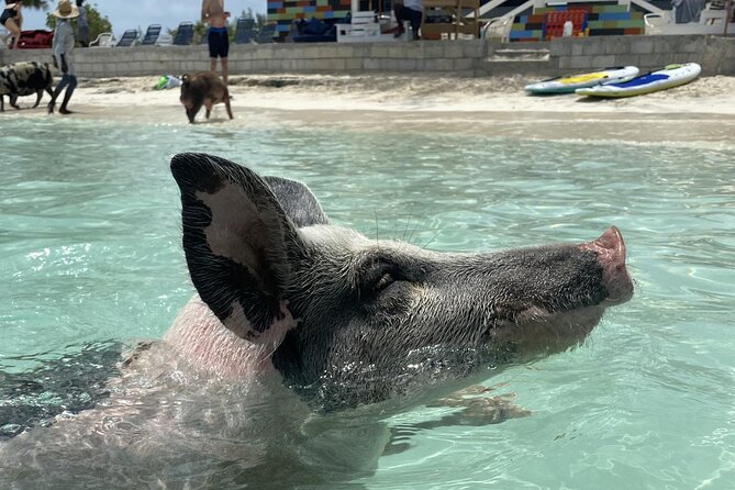 Swim with the Pigs Safari in Bahamas (2hrs) - Key points at a glance