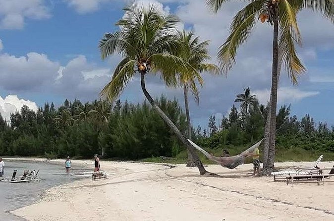 Swim with the Pigs / West End Experience - Swimming with pigs at Crystal Beach