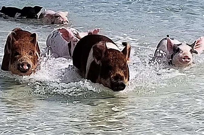 Swim with the Pigs / West End Experience - Freeport’s farmers market and Port Lucaya