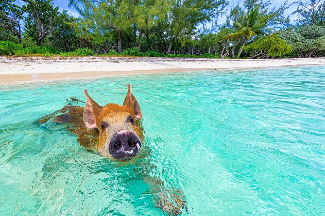 Swimming Pigs and Pearl Island Beach Escape - The ferry ride and island transfers