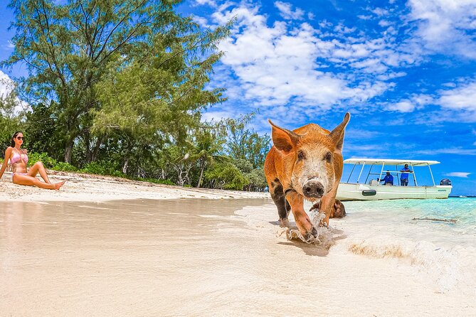 Swimming Pigs and Pearl Island Beach Escape - Is $174 a fair price?