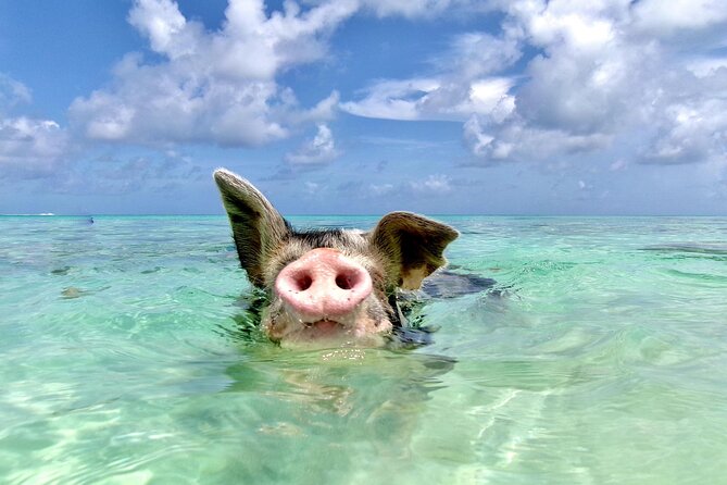 Swimming Pigs and Private Beach Club Escape - Key points to know before you book