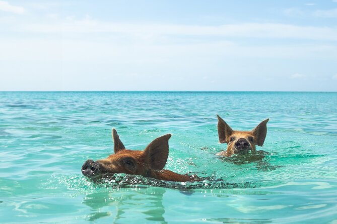 Swimming Pigs and Private Beach Club Escape - Rose Island pigs, beach time, and a short boat ride