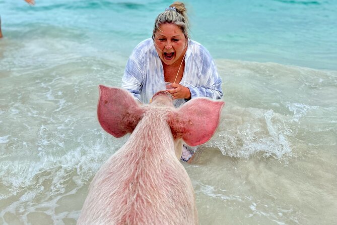 Swimming Pigs and Private Beach Club Escape - Meeting the swimming pigs