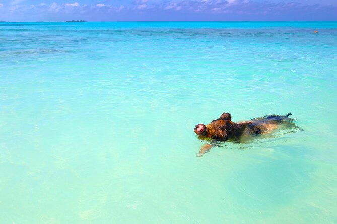 Swimming Pigs and Private Beach Club Escape - Bahamian lunch and the beach club bar