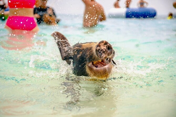 Swimming Pigs Of Rose Island & Beach Day - Group Tour - The boat ride is part of the attraction