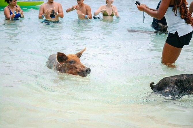 Swimming Pigs Of Rose Island & Beach Day - Group Tour - Sand Dollar Beach gives the tour its value