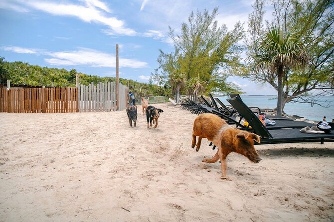 Swimming Pigs Of Rose Island & Beach Day - Group Tour - What happens on the way back to Nassau
