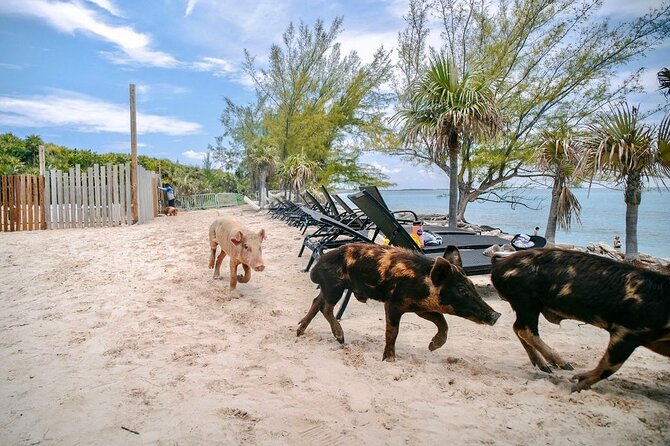 Swimming Pigs Of Rose Island & Beach Day - Group Tour - Rough seas and changing beach conditions