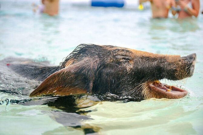 Swimming Pigs Of Rose Island & Beach Day - Group Tour - What to bring for a smoother visit