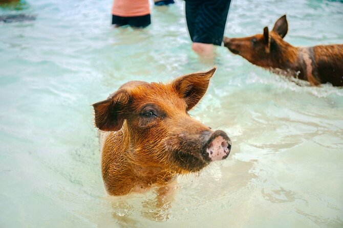 Swimming Pigs Of Rose Island & Beach Day - Group Tour - My booking advice