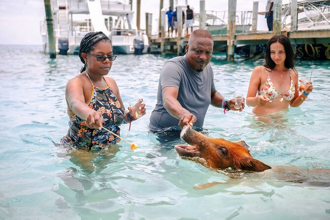Swimming Pigs Of Rose Island Water Taxi Nassau Bahamas - What the Rose Island pig experience is really like