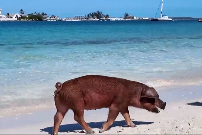 Swimming Pigs, Snorkeling and Beach Tour in Nassau Bahamas - A compact Nassau adventure from Elizabeth on Bay