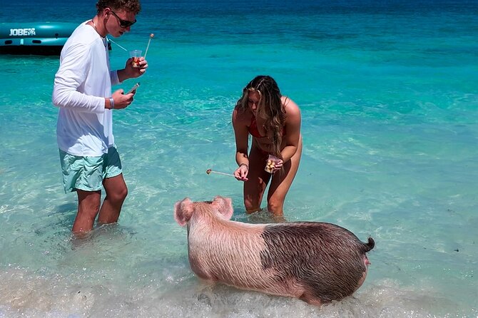 Swimming Pigs, Snorkeling and Beach Tour in Nassau Bahamas - Meeting the pigs on Athol Island