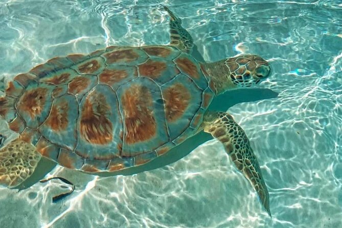 Swimming Pigs, Turtles & Reef Snorkel in Nassau-Champion Tours - A floating-bar lunch stop at your own expense