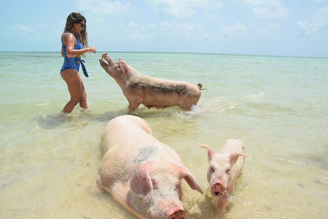 Swimming with Pigs in Nassau, Transportation Included - Key Points Before You Book