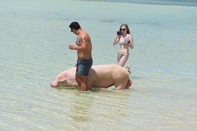 Swimming with Pigs in Nassau, Transportation Included - A Beach Day Before and After the Pigs