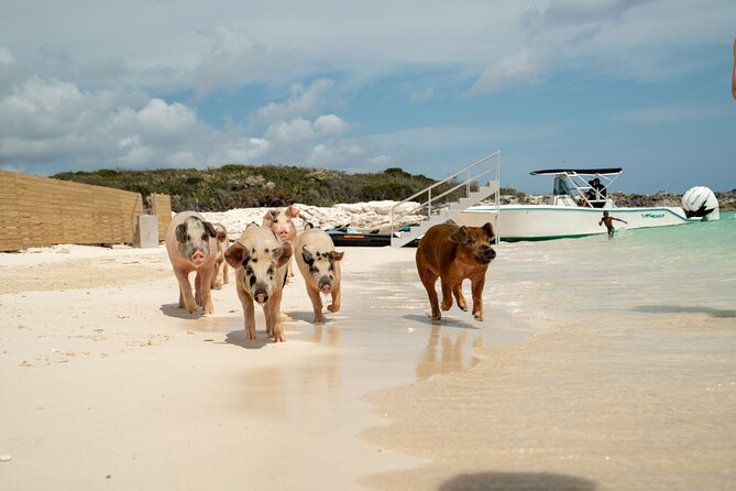 The Ultimate Bahamian Beach Day: Pigs, Jet Ski, Snorkeling & More - Jet skis, banana boats, and snorkeling