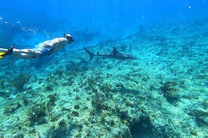 Top 4 Snorkeling Adventures in Bimini - Key points at a glance
