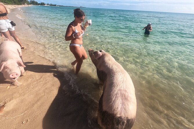 Ultimate SeaXscape Pigs/Turtles/Snorkel/Lunch/Drinks/PU/DO - Key points at a glance